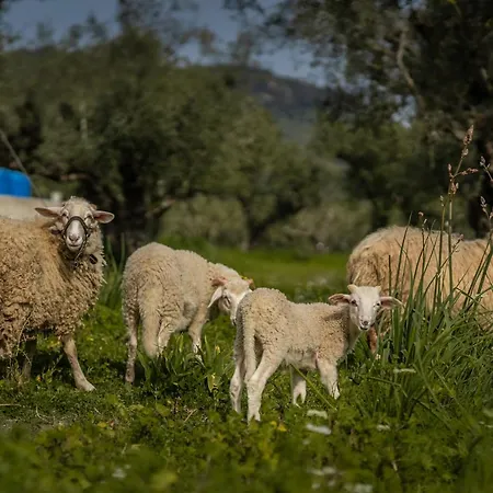 Venetian Hill House By 